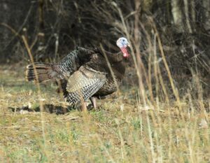 SAMUEL: How the general public views animals in a different light than hunters
